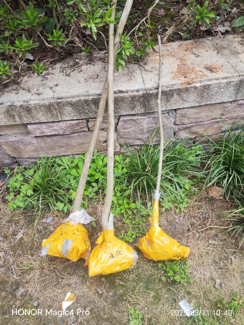 中华鸽子树珙桐杯苗盆栽别墅庭院观花叶室内绿植物基地直销新