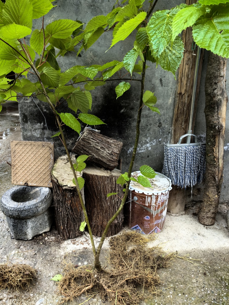 中华鸽子树珙桐杯苗盆栽别墅庭院观花叶室内绿植物基地直销新