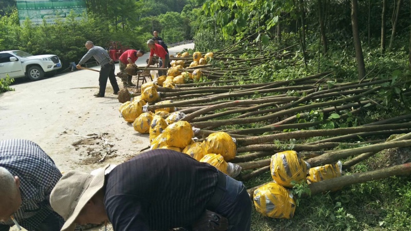 中华鸽子树珙桐杯苗盆栽别墅庭院观花叶室内绿植物基地直销新