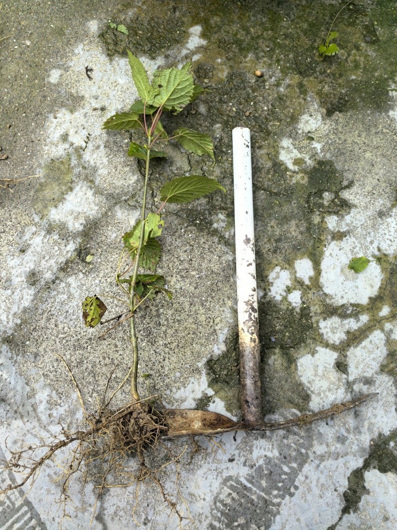中华鸽子树珙桐杯苗盆栽别墅庭院观花叶室内绿植物基地直销新