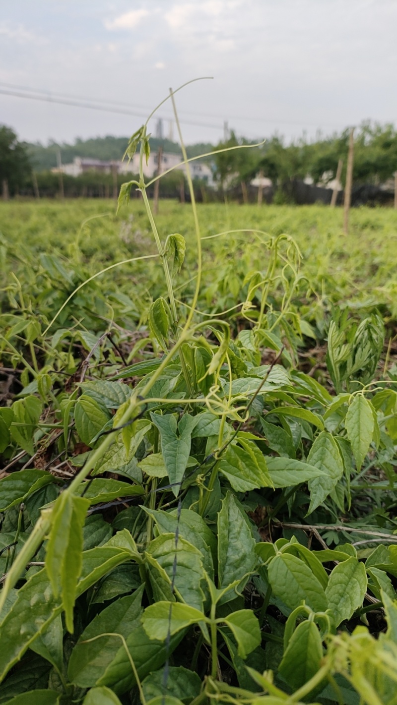 三叶青训化苗