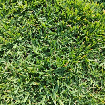 兰引三号草皮兰引三号足球场总草坪批发基地直销绿化草皮