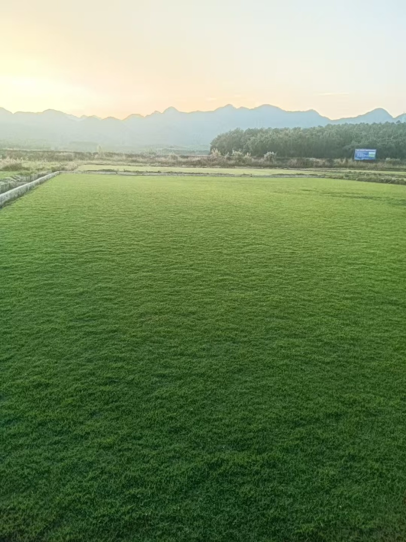 兰引三号草皮兰引三号足球场总草坪批发基地直销绿化草皮