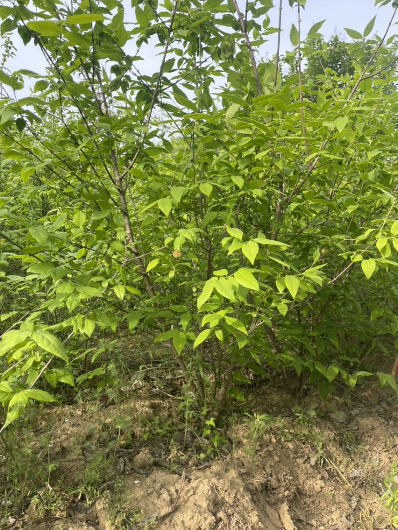 腊梅（丛生）