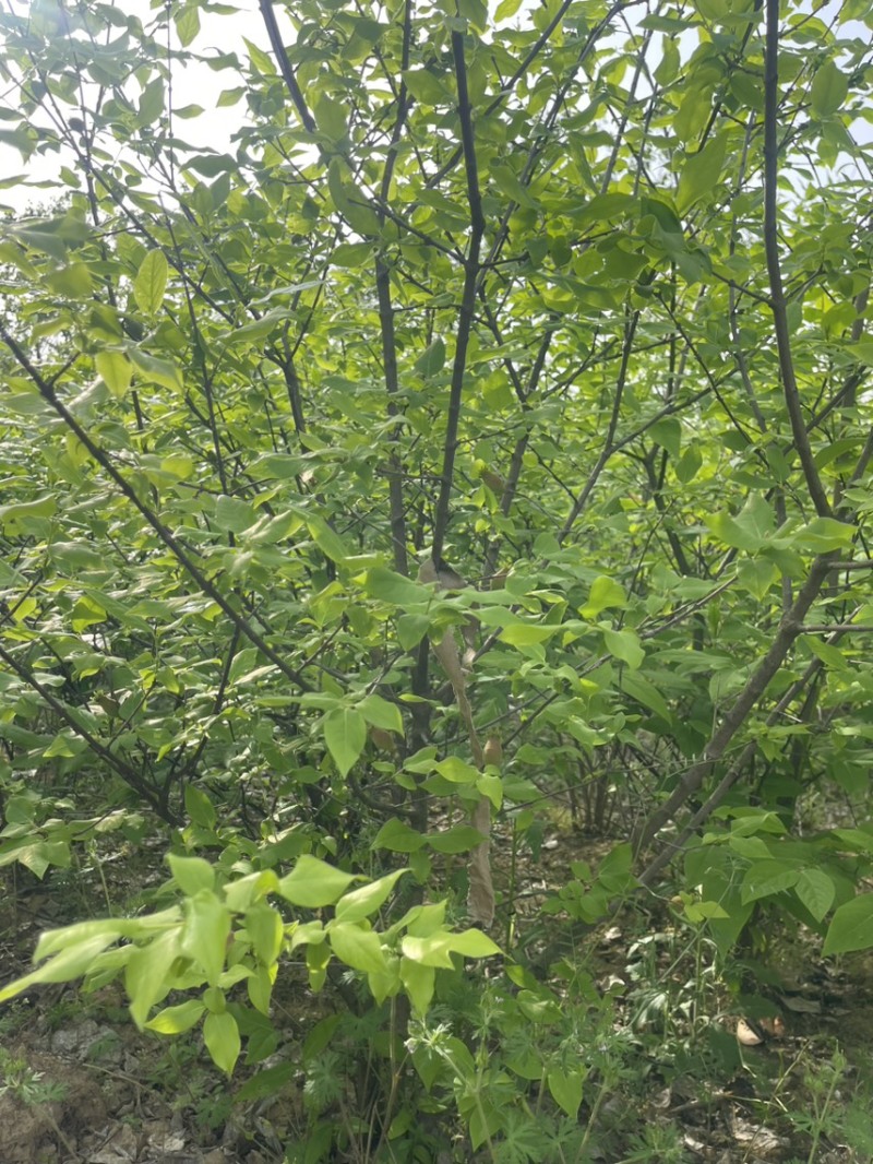 腊梅（丛生）