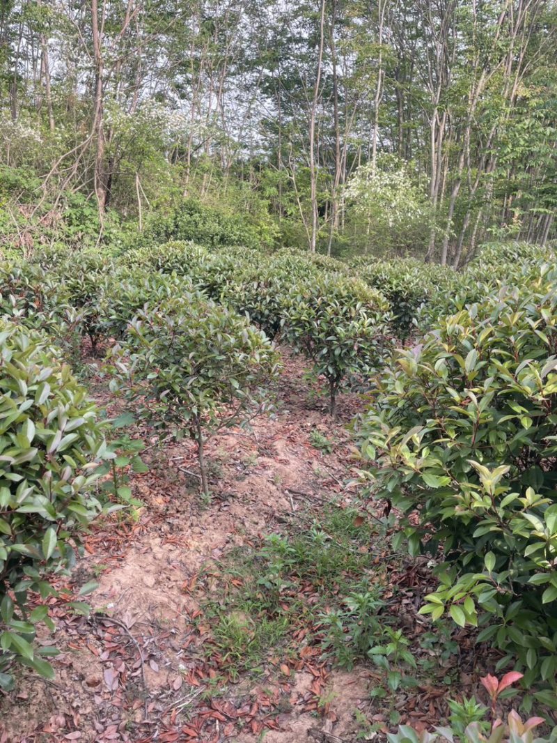 红叶石兰球