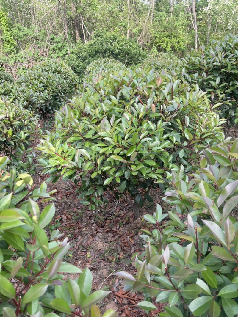 红叶石兰球