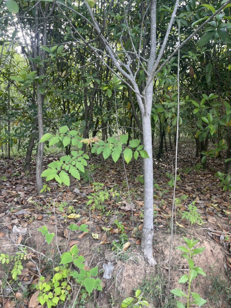 桂花