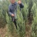 河南桧