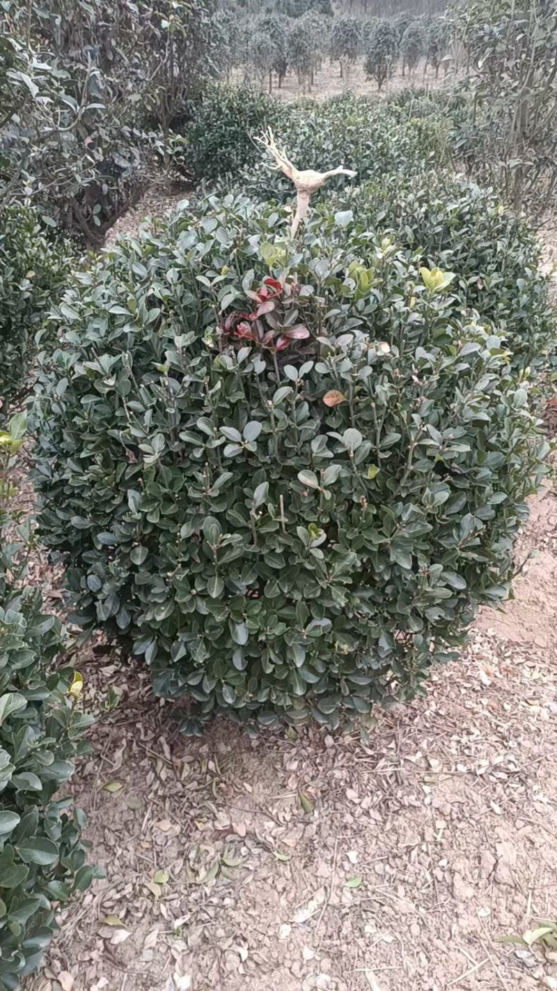 大叶黄杨球