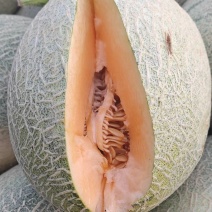 晓蜜25哈密甜瓜风味好专业代收货源充足保质保量欢迎合作