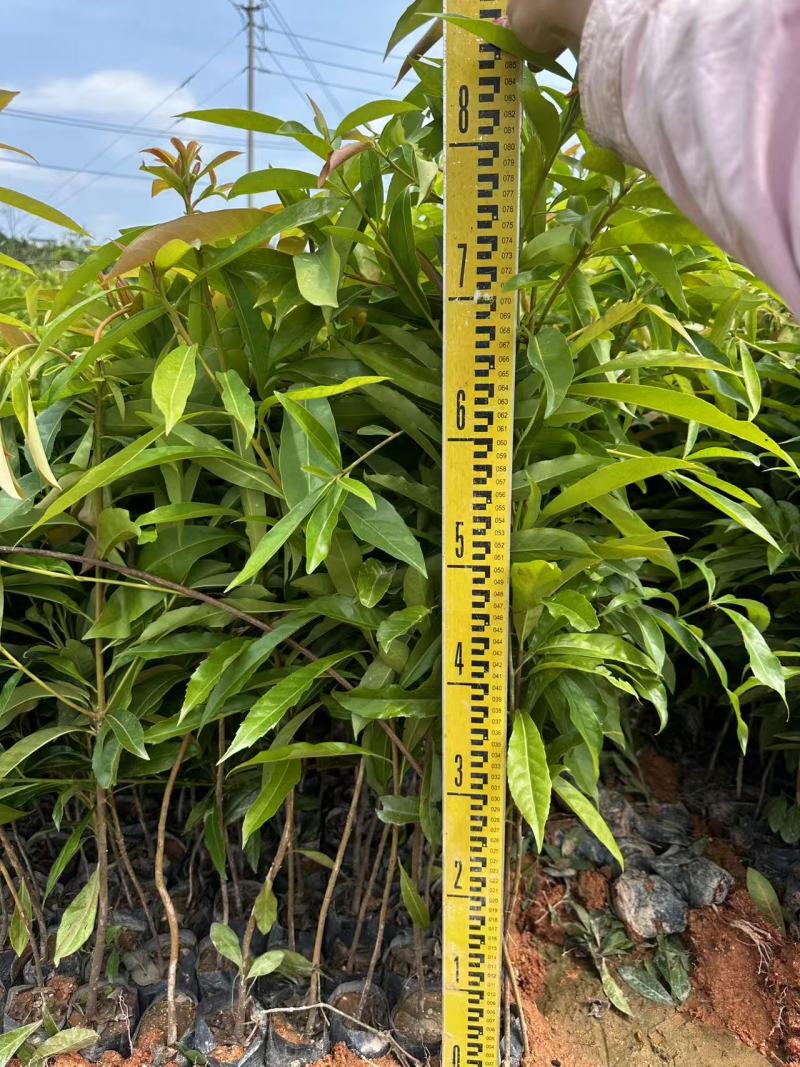 木荷绿化苗木木荷造林苗木产地直供量大优惠