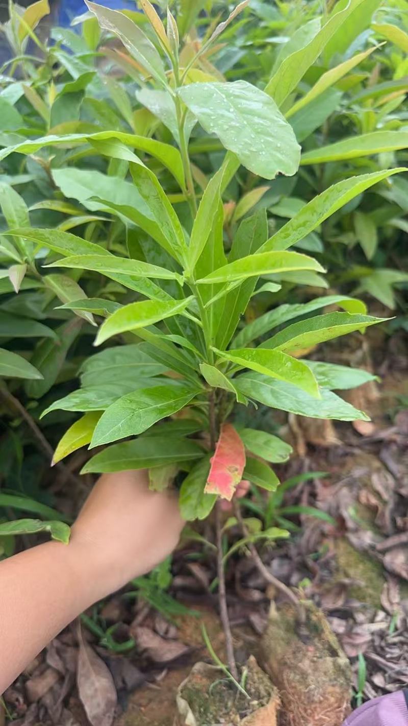 木荷绿化苗木木荷造林苗木产地直供量大优惠