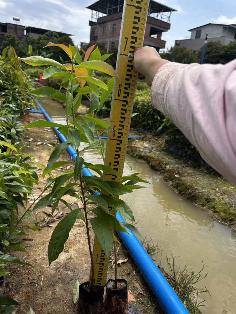 木荷绿化苗木木荷造林苗木产地直供量大优惠
