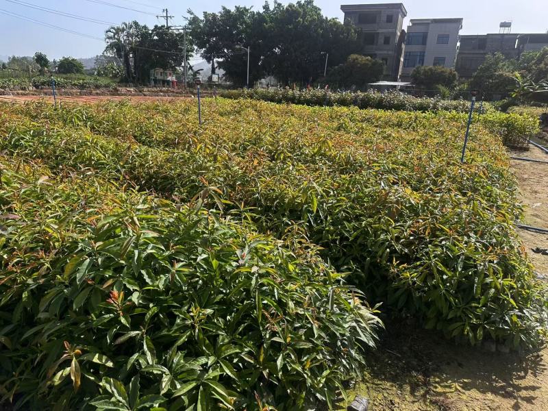 木荷绿化苗木木荷造林苗木产地直供量大优惠