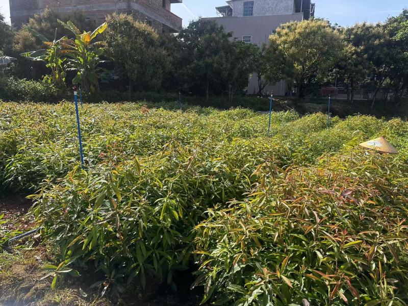 木荷绿化苗木木荷造林苗木产地直供量大优惠