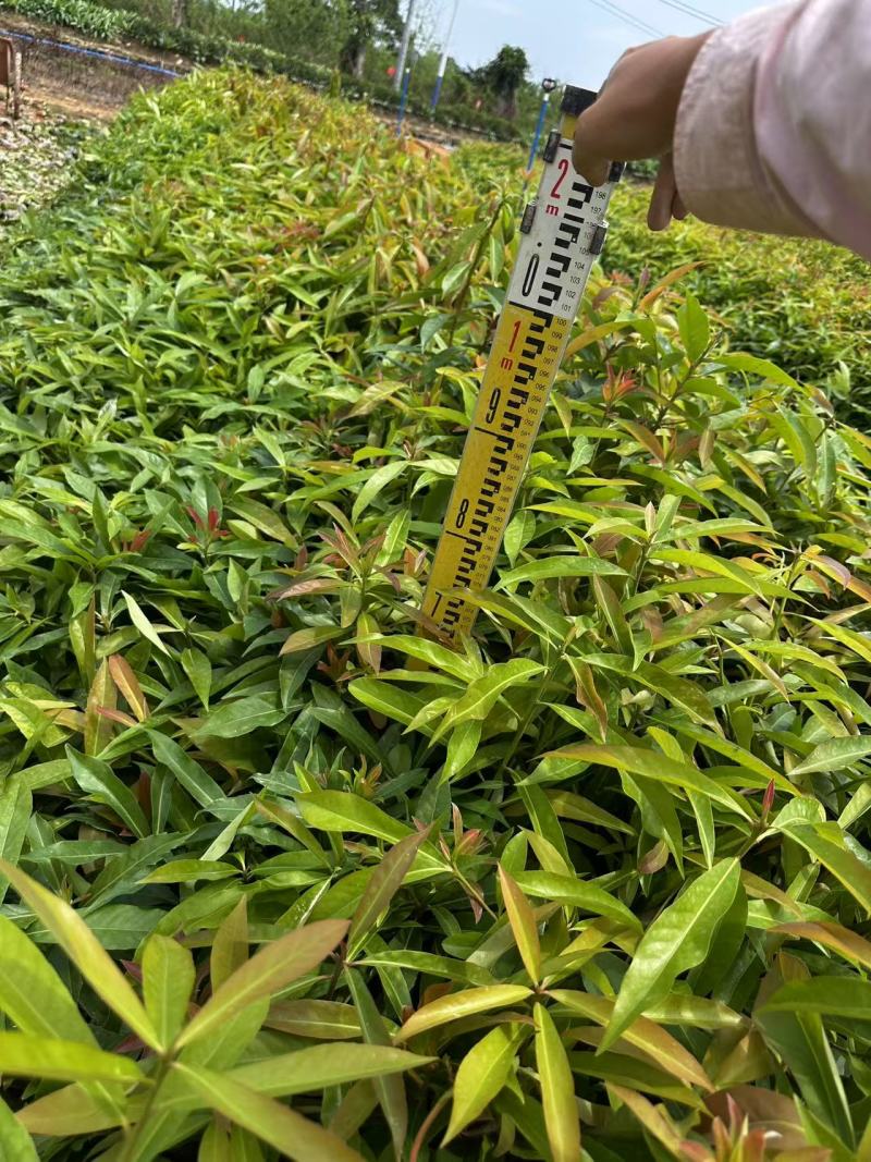 木荷绿化苗木木荷造林苗木产地直供量大优惠