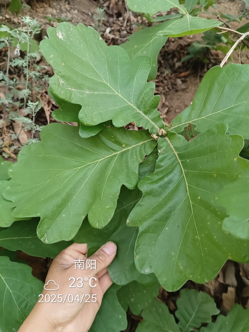 槲叶胡叶黄粽叶河南产地直供