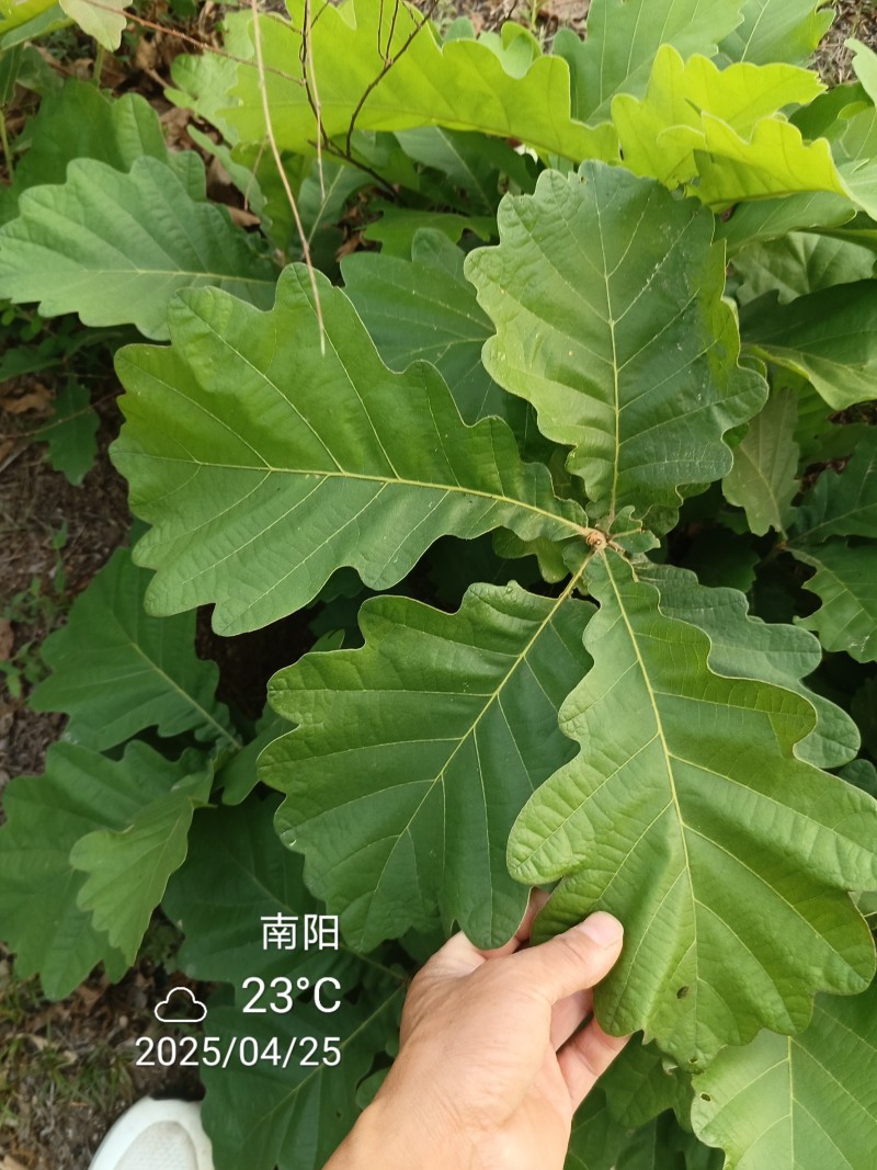 槲叶胡叶黄粽叶河南产地直供