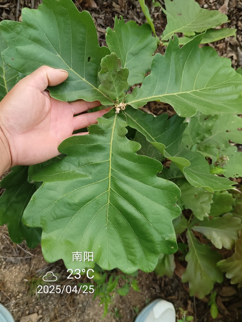 槲叶胡叶黄粽叶河南产地直供