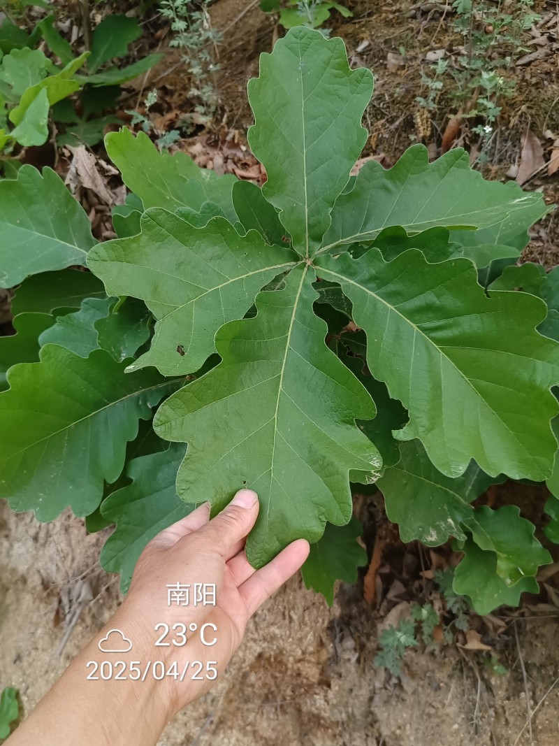 槲叶胡叶黄粽叶河南产地直供