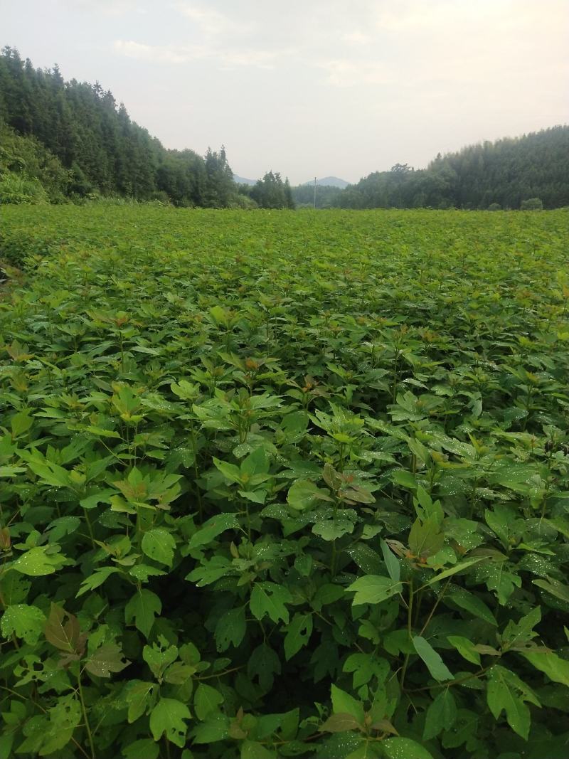 檫木杯苗基地直供常年供应规格齐全欢迎来电