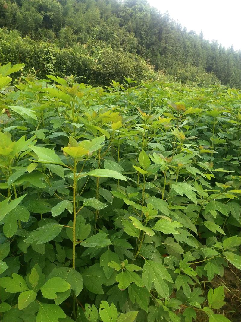 檫木杯苗基地直供常年供应规格齐全欢迎来电