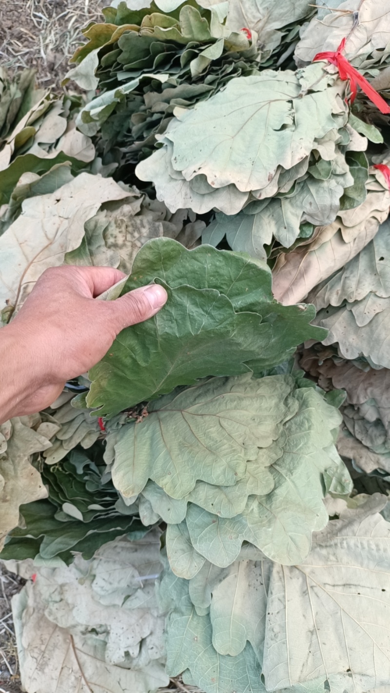 粽叶槲叶槲树叶子菠萝叶圆粽叶端午粽叶干叶鲜叶