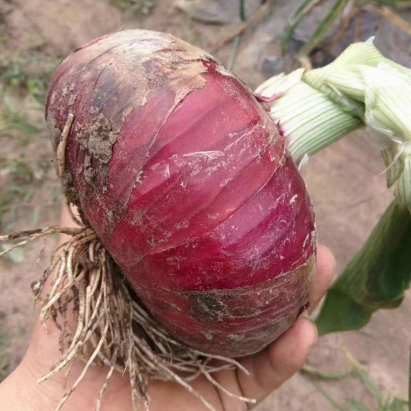 山东本地紫皮洋葱大量供应中，欢迎老板前来实地考察选购