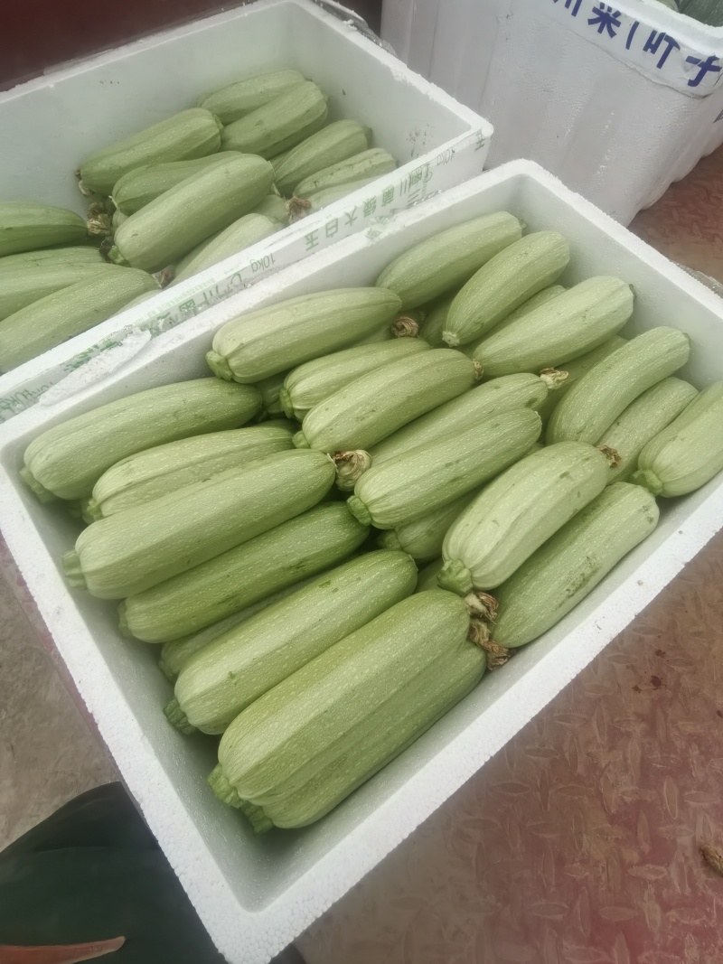 四川遂宁三月瓜大量有货，