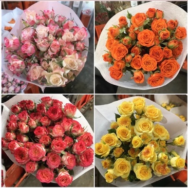 云南昆明斗南玫瑰苗/四季开花玫瑰苗/多头玫瑰苗