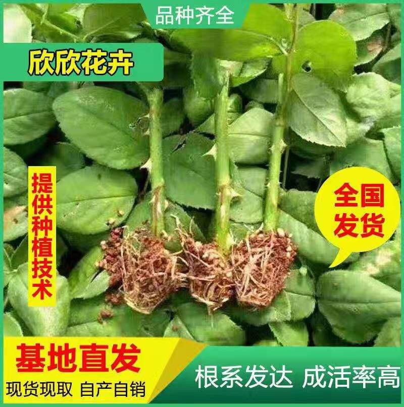 云南昆明斗南玫瑰苗/四季开花玫瑰苗/多头玫瑰苗