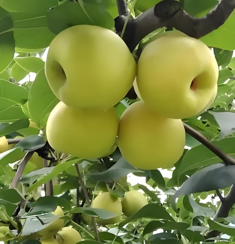 蜂糖梨大量上市，路天种植纯甜画渣，一手货源产地直发