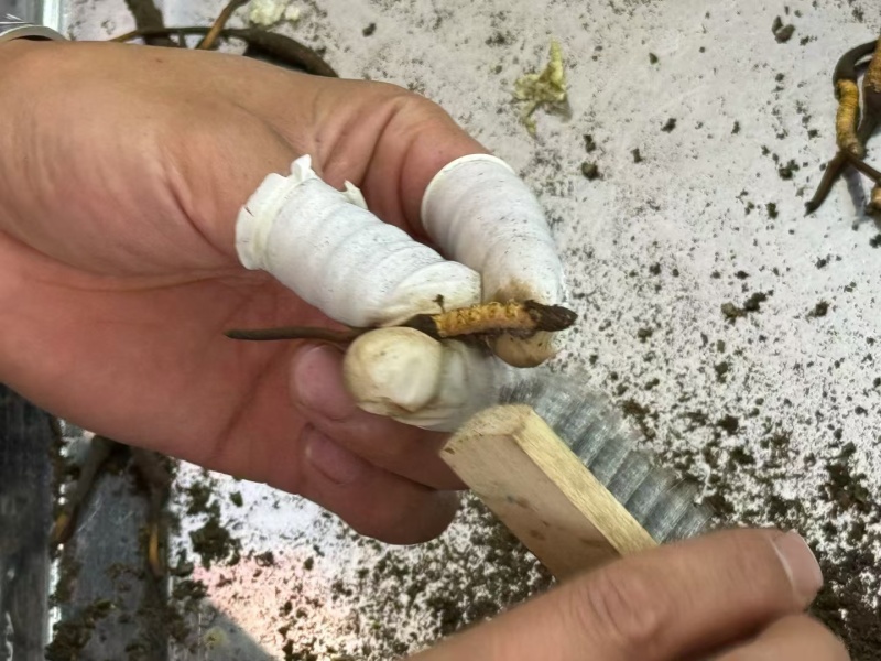 货源充足价格美丽原产地直供**虫草火爆抢购中