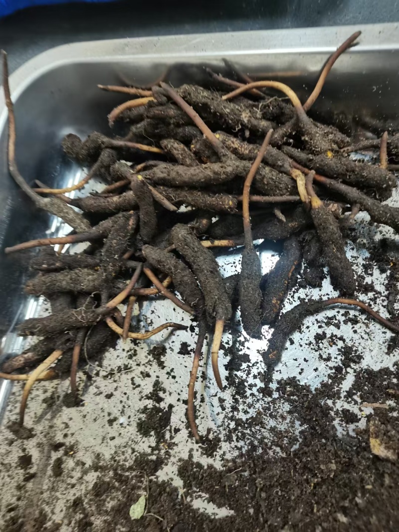 货源充足价格美丽原产地直供**虫草火爆抢购中
