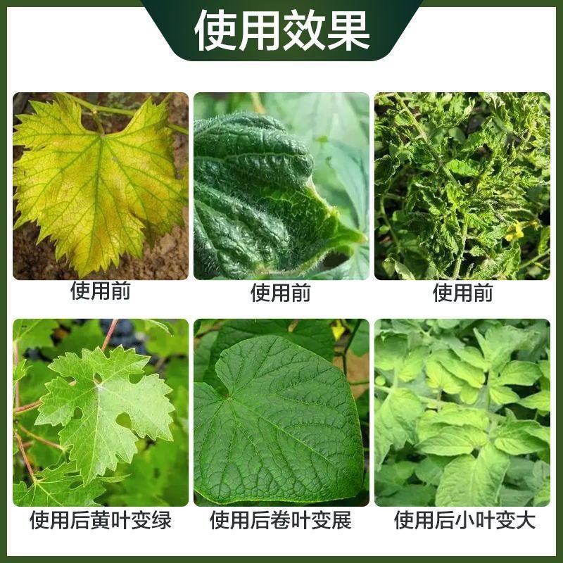 绿叶先锋黄叶变绿增绿增厚预防小叶黄叶卷叶花叶含氨基酸水溶