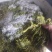 栾芽，木兰菜，木嫩芽，茉莉芽，栾树芽