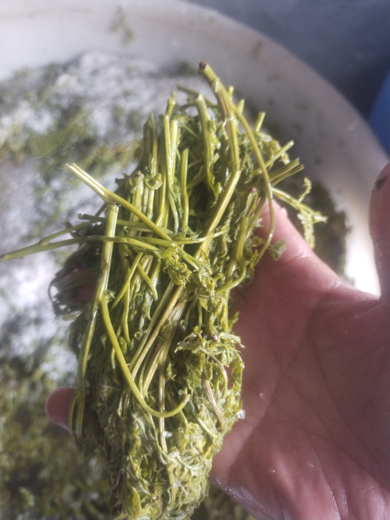 栾芽，木兰菜，木嫩芽，茉莉芽，栾树芽