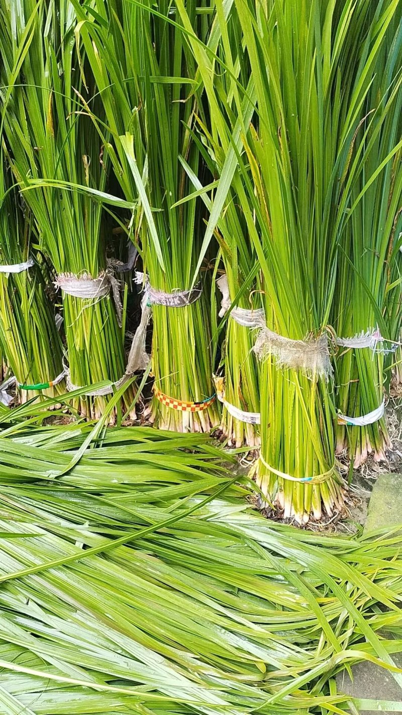 端午挂门菖蒲