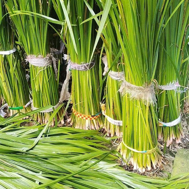 端午挂门菖蒲