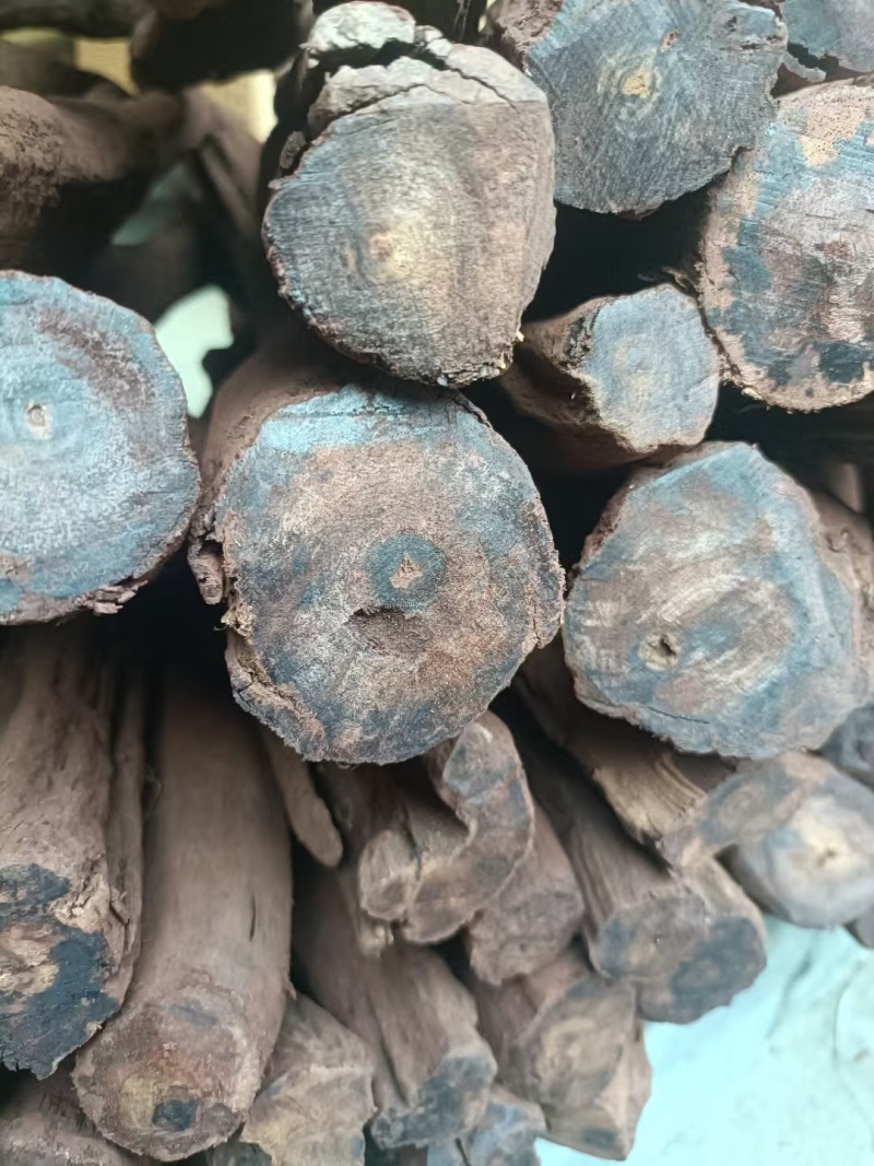 桑黄