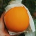 饶阳县冷棚精品久红瑞甜瓜！三斤以上，颜色赤红