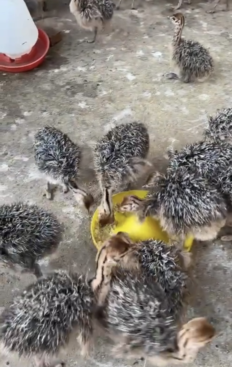 出售非常鸵鸟涨势快好饲养疫苗齐全