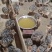 出售非常鸵鸟涨势快好饲养疫苗齐全