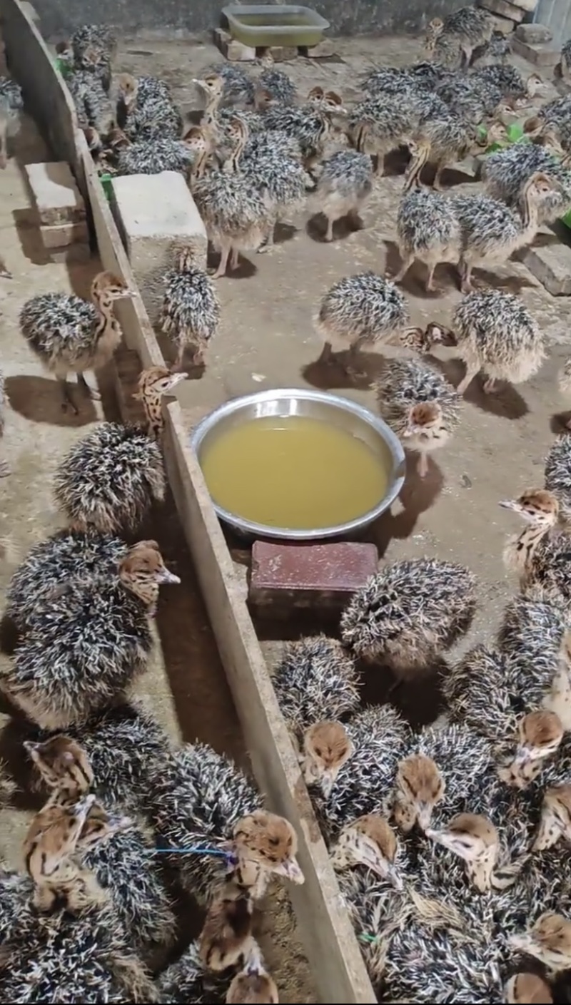 出售非常鸵鸟涨势快好饲养疫苗齐全