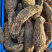 新疆肉苁蓉个整条肉苁蓉无硫蒸制甜大芸各种规格大小