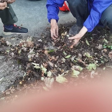 骨碎补