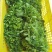 新鲜树仔菜潮汕树菜海南五指山野菜酒店私房特色菜包邮广东省