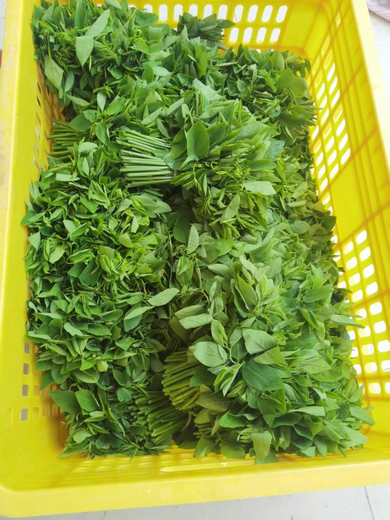 新鲜树仔菜潮汕树菜海南五指山野菜酒店私房特色菜包邮广东省