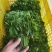 新鲜树仔菜潮汕树菜海南五指山野菜酒店私房特色菜包邮广东省